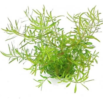 Ludwigia arcuata - Zakulacenka obloukovitá