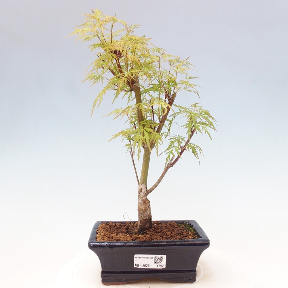 e-bonsai Venkovn bonsai - Acer palmatum Dissectum - Javor dlanitolist |  Srovnanicen.cz