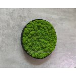 Mia Moss decoration - MECHOVÝ OBRAZ Ø 25-60 sobí mech - černý rám - Ø 40cm – Zboží Dáma