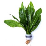 Echinodorus bleheri - Šípatkovec bleheri – Zboží Mobilmania