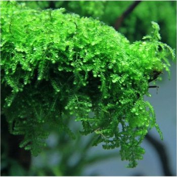 Vesicularia ferriei - Weeping Moss