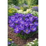 Krokus 'Ruby Giant' 10 ks – Zbozi.Blesk.cz