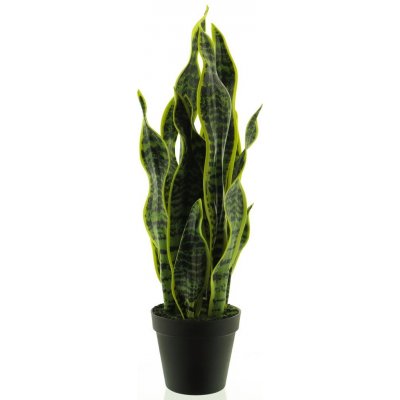 Sansevieria v květináči zlutá/zelená V51 cm – Hledejceny.cz