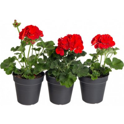 Výhodné balení 3x Muškát vzpřímený, Pelargonium zonale, červený, velikost květináče 10 - 12 cm – Hledejceny.cz