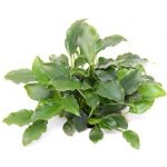 Schismatoglottis prietoi – Zboží Dáma