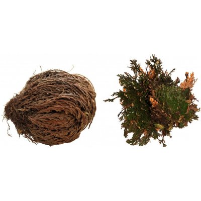 Lucky Reptile Rose of Jericho 50 g