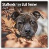 Kalendář Staffordshire Bull Terrier Puppies Staffordshire Bull Terrier Welpen 16 Monats 2024