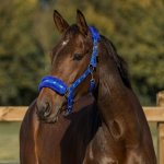 Horka Ohlávka s beránkem a koníky Černá – Zboží Dáma