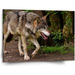 Sablio Obraz Vlk - 150x110 cm – Hledejceny.cz