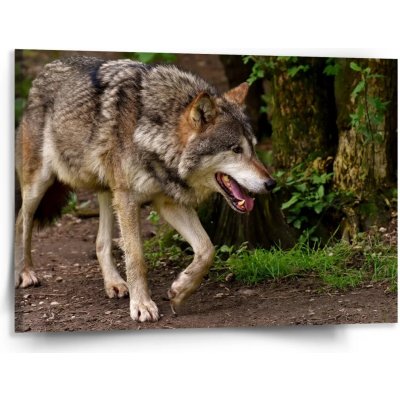 Sablio Obraz Vlk - 150x110 cm – Hledejceny.cz