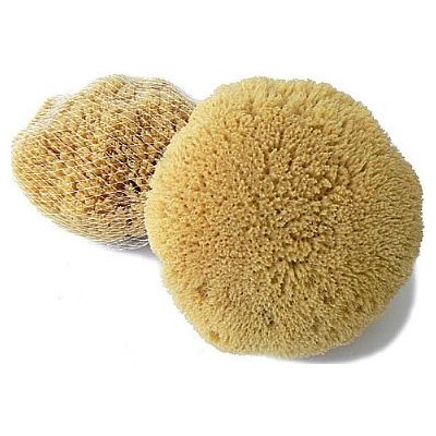 Caribbean Sun Mycí houba pacifická 18-19 cm bez provázku – Sleviste.cz