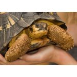 Želví VIP prohlídka s krmením v Krokodýlí Zoo – Hledejceny.cz