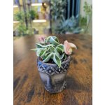 Hoya carnosa Compacta Variegata mini – Sleviste.cz