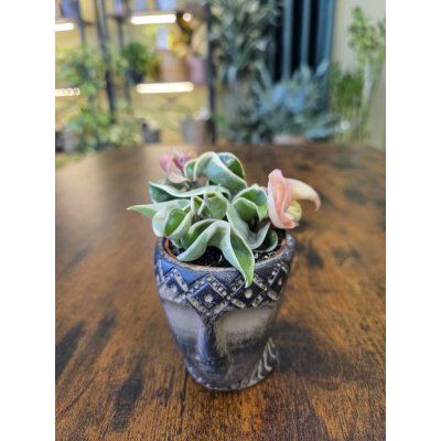 Hoya carnosa Compacta Variegata mini – Sleviste.cz