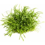 Lilaeopsis novea zelandia - Liliovníček novozélandský – Zboží Dáma