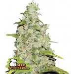 Seedstockers Amnesia AUTO semena neobsahují THC 5 ks – Hledejceny.cz