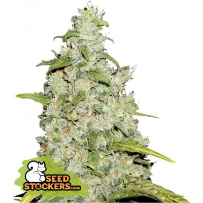 Seedstockers Amnesia AUTO semena neobsahují THC 5 ks – Hledejceny.cz
