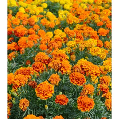 Aksamitník vzpřímený nízký Golden Age - Tagetes erecta nana - semena - 100 ks – Zbozi.Blesk.cz