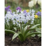 Puškinie 'Libanotica' 10 ks – Zboží Dáma