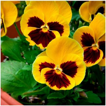 Maceška Zlatožlutá Firnengold - Viola wittrockiana - semena macešky - 200 ks