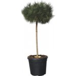 Borovice lesní FloraSelf Pinus sylvestris polokmen celková výška cca 150 cm květináč 25 l – Hledejceny.cz