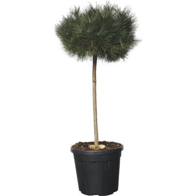 Borovice lesní FloraSelf Pinus sylvestris polokmen celková výška cca 150 cm květináč 25 l – Hledejceny.cz