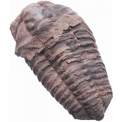 Nefertitis Trilobit NF819 - cca 7 a více cm – Zboží Dáma