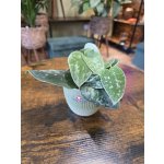 Scindapsus Pictus Silvery Ann – Hledejceny.cz