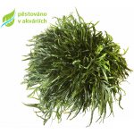 Microsorum pteropus Trident – Zboží Dáma