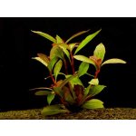 Lobelia cardinalis - Lobelka šarlatová – Zboží Dáma