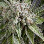 Pyramid Seeds AUTO Blue Pyramid semena neobsahují THC 1 ks – Zboží Dáma