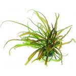 Cryptocoryne crispatula – Zboží Mobilmania