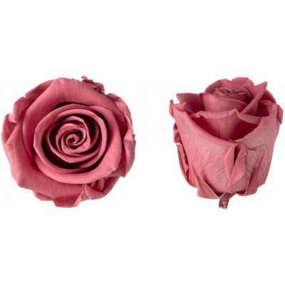 Hlavy růží - princess 16 ks Vintage pink - starorůžová – Hledejceny.cz