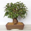 Venkovní bonsai -Malus halliana - Maloplodá jabloň