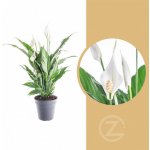 Lopatkovec, Spathiphyllum, průměr květináče 17 cm – Zbozi.Blesk.cz