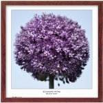 Tradag Rámeček Natura hnědý 50x50 – Zboží Mobilmania