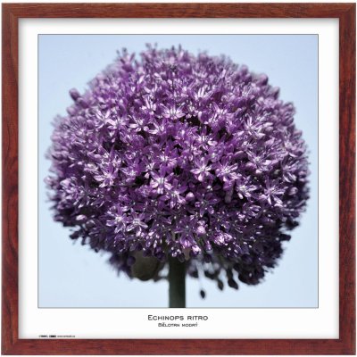 Tradag Rámeček Natura hnědý 50x50 – Zboží Mobilmania