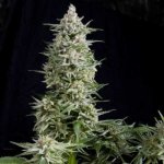 Pyramid Seeds Amnesia Gold semena neobsahují THC 3 ks – Zboží Dáma