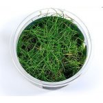 Eleocharis pusilla – Zboží Dáma