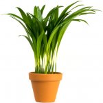 Gardners Dypsis Lutescens (areca), průměr 11-12 cm Palma areková – Zboží Dáma