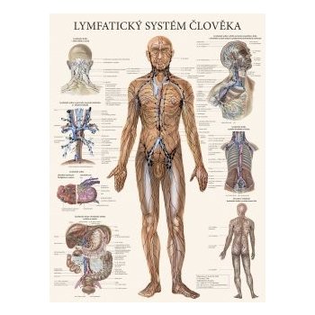 Lymfatický systém člověka - plakát