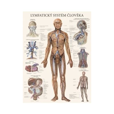 Lymfatický systém člověka - plakát – Zboží Mobilmania