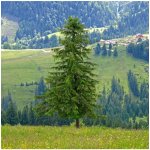 Smrk ztepilý Picea abies semena smrku 8 ks – Hledejceny.cz