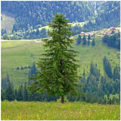 Smrk ztepilý Picea abies semena smrku 8 ks – Hledejceny.cz