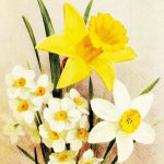 Skona Ting Papírový ubrousek Yellow Spring Flowers Daffodil – Hledejceny.cz