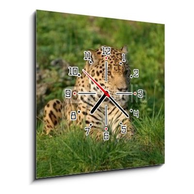 Obraz s hodinami 1D - 50 x 50 cm - Leopard leopard savec beast of prey
