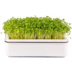 Toraf Microgreens, semínka na klíčky - Brokolice 10g