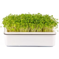 Toraf Microgreens, semínka na klíčky - Brokolice 10g