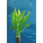 Echinodorus bleheri - Šípatkovec bleheri – Zboží Mobilmania