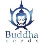 Buddha Seeds Magnum Auto semena neobsahují THC 3 ks – Zboží Dáma
